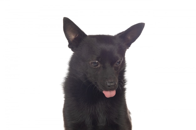 Black dog mix of a chihuahua and a pomeranian race