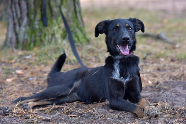 動物の避難所の黒い犬の混血犬の写真