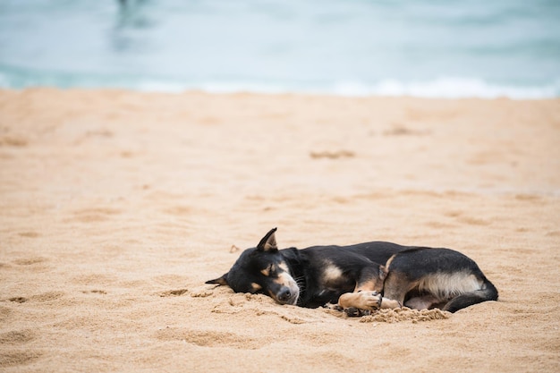 Black dog nap or sleep on sand at pilai beach phang nga thailand