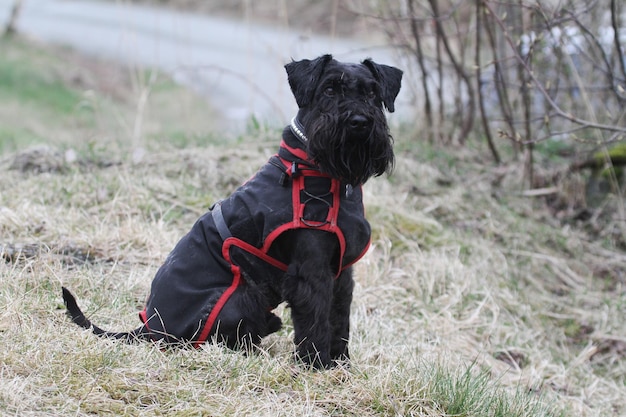 写真 黒い犬がフィールドに