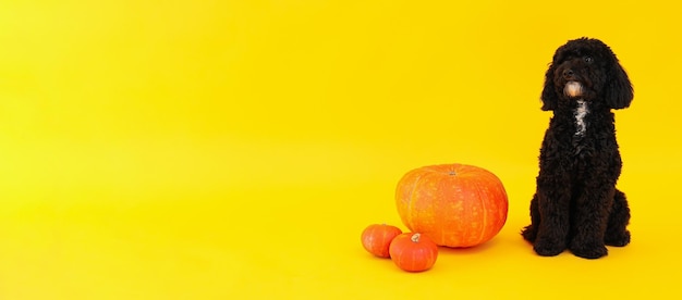 Black dog and pumpkins on yellow background