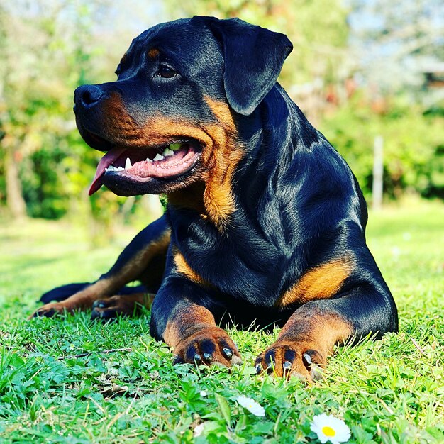 Black dog relaxing on field