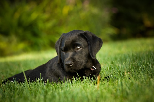 Foto cane nero che si rilassa sul campo erboso