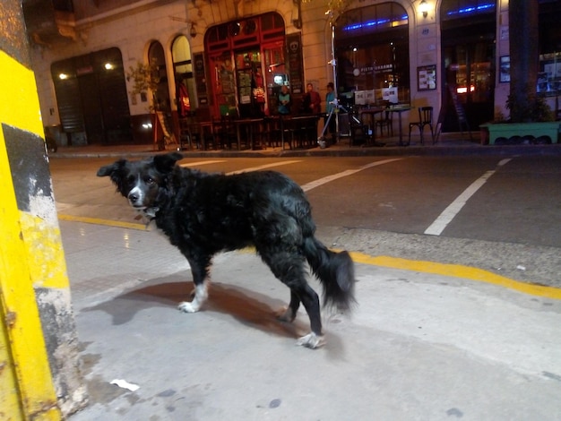 Black dog on road in city