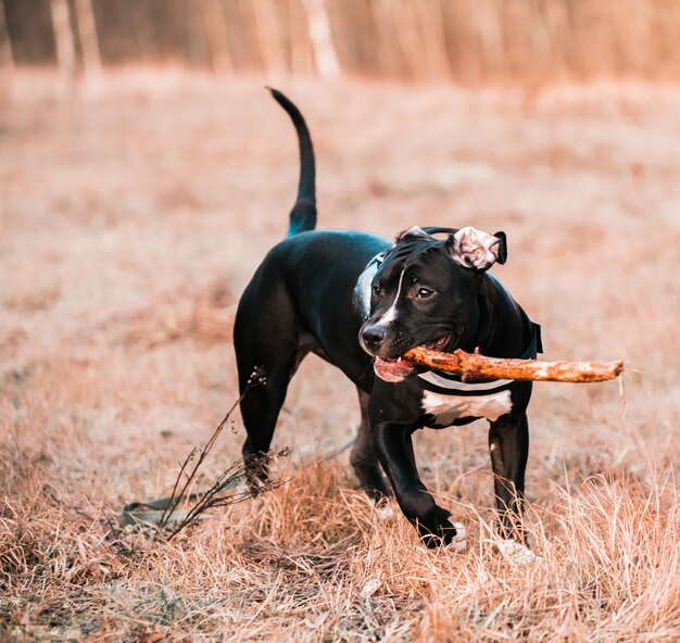 Black dog running on field