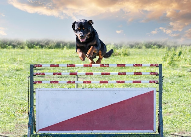 Foto cane nero che corre sul campo