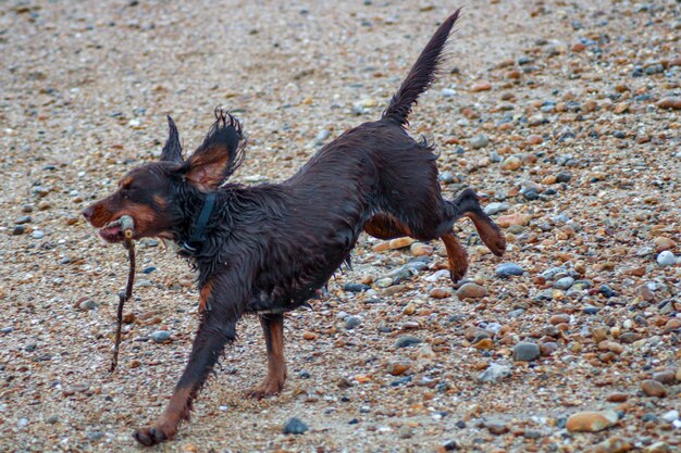 Photo black dog running on land