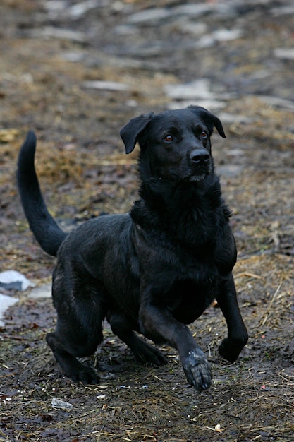 черная собака бежит и играет с палкой