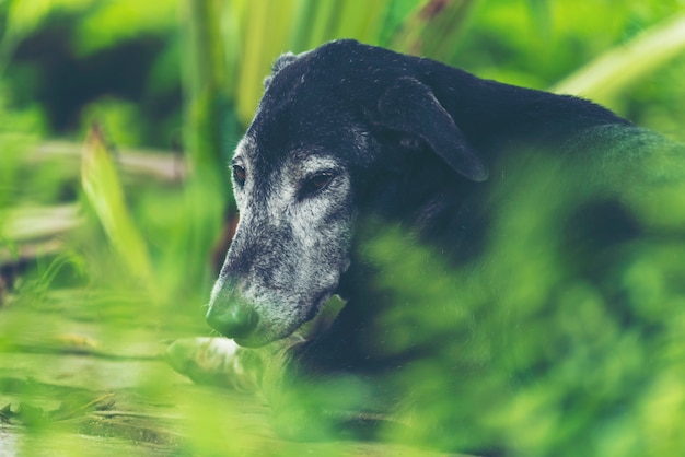 Black dog In the shady garden is natural.