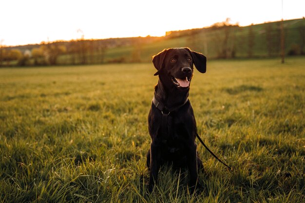 夕暮れ時に黒い犬が野原に座っています。