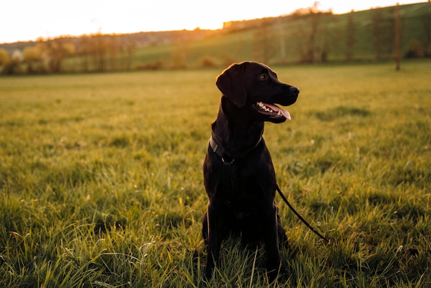A black dog sits in a field with the sun shining on its face.