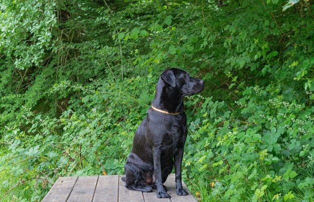 A black dog sits on a wooden deck in front of a forest.