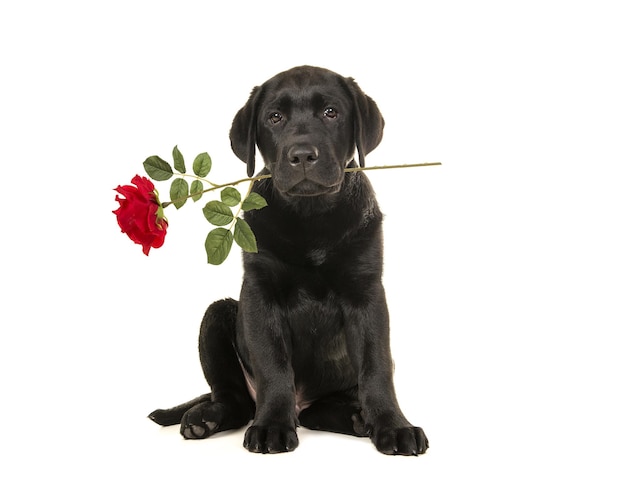 black dog sitting against white background