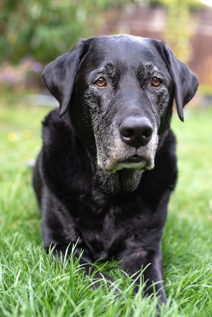 野原に座っている黒い犬