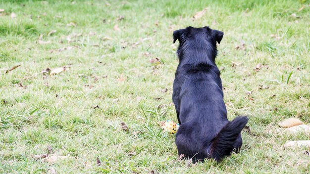 黒い犬は草の上に座っています。