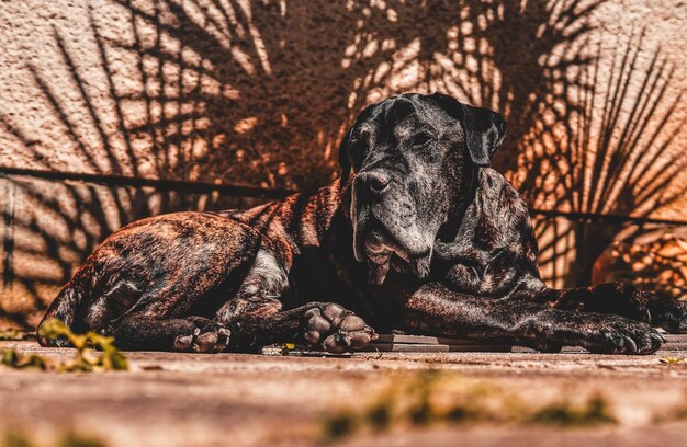 Photo black dog sitting on a land