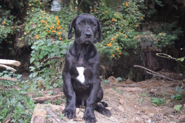 写真 フィールドに座っている黒い犬