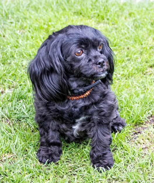 写真 草の上に座っている黒い犬