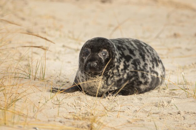 写真 陸に座っている黒い犬