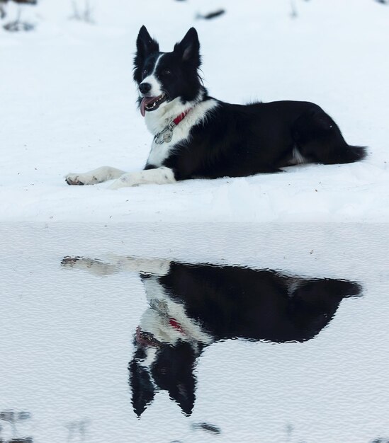 Black dog sitting on snow during winter