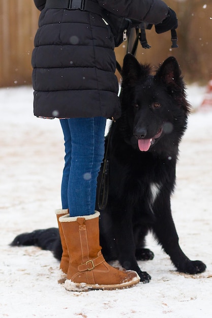 Black dog sitting in winter