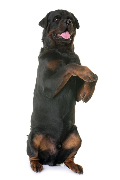 白い背景に黒い犬が立っている
