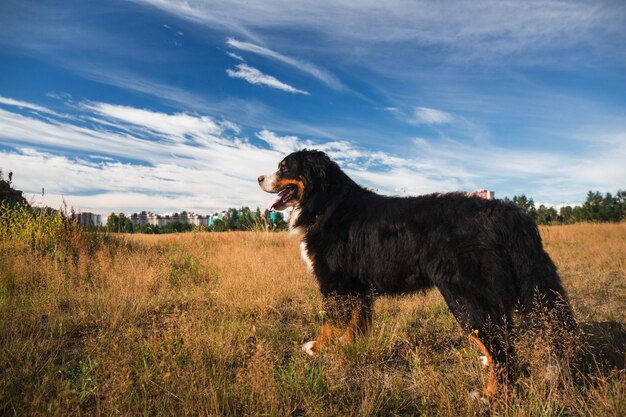 Черная собака стоит на поле против неба
