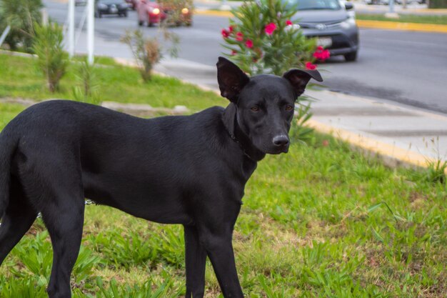 Foto cane nero in piedi sul campo