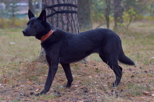 Photo black dog standing on field