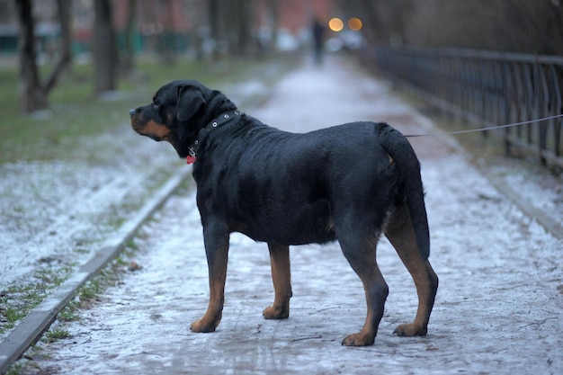 Foto cane nero in piedi sul sentiero