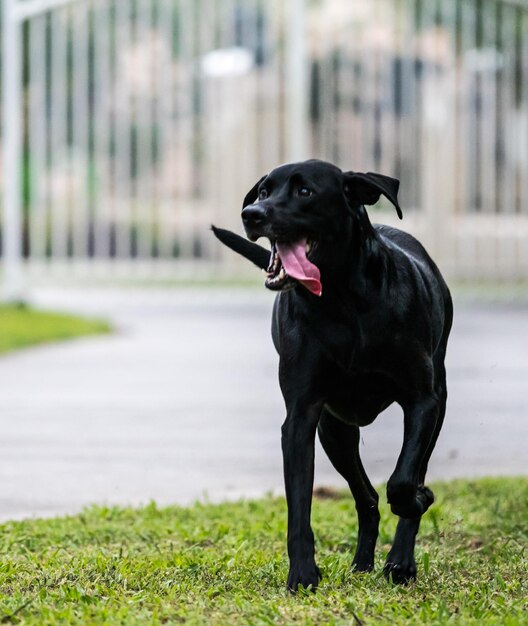 写真 野原に立っている黒い犬