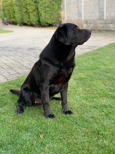 写真 野原に立っている黒い犬