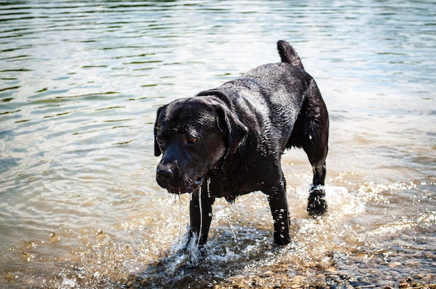 Black dog standing in water