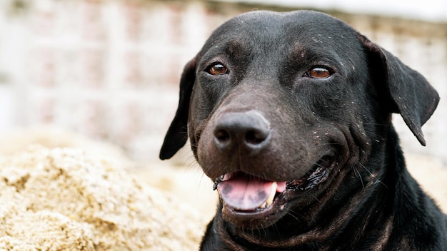 black dog staring at camera