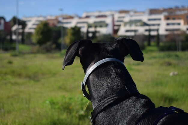 A black dog with a collar on looking out at a city.