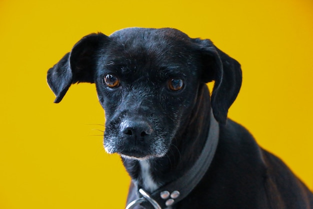 Photo a black dog with a collar and a silver tag on it