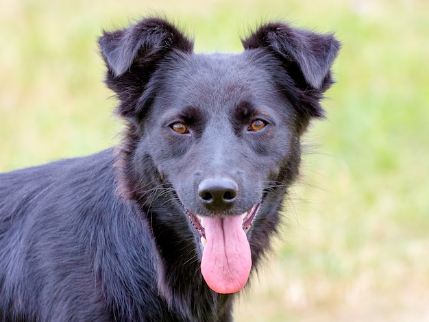 焦点を絞った外観の黒い犬