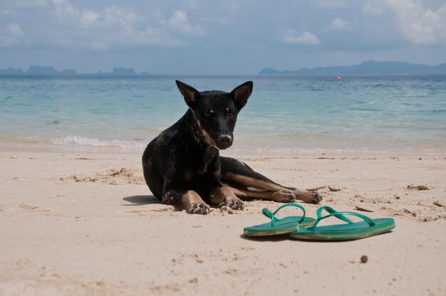 プーケット ビーチで緑のスリッパと黒犬