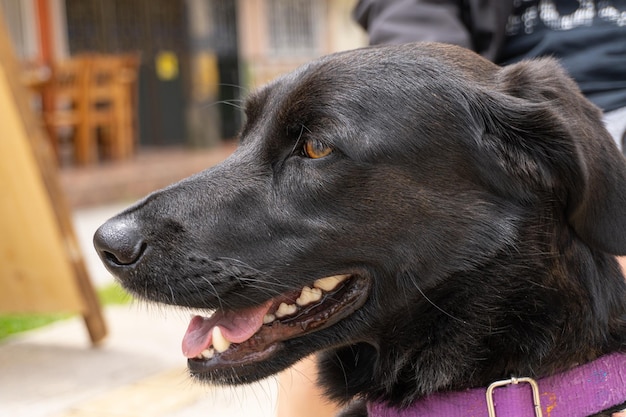 口を開けて紫色の首輪をつけた黒い犬