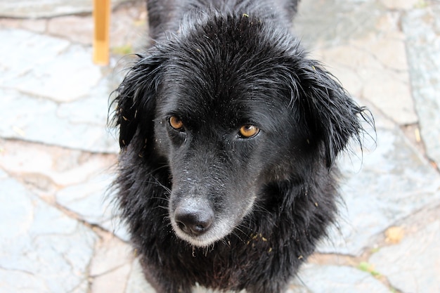 オレンジ色の目を持つ黒犬