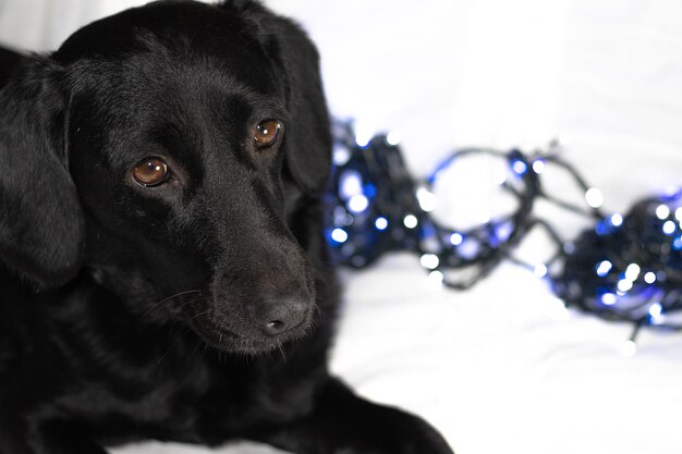 a black dog with sad eyes lays on a white blanket with christmas blue lights in the back