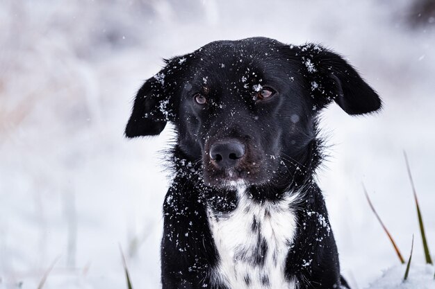 겨울과 떨어지는 눈송이에 흰색 흉갑이 있는 검은 개
