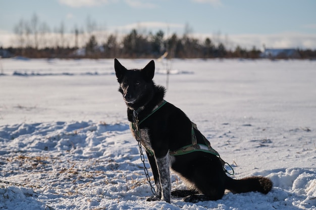 Black dog with white spots on its paw is tied to chain in harness and sits in snow in winter