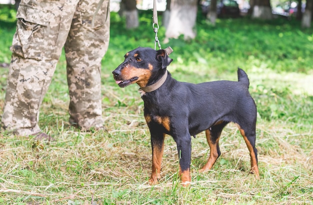 Black dog yagdterrier at the foot of man in the park