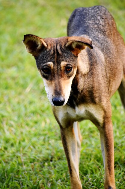 A black dog