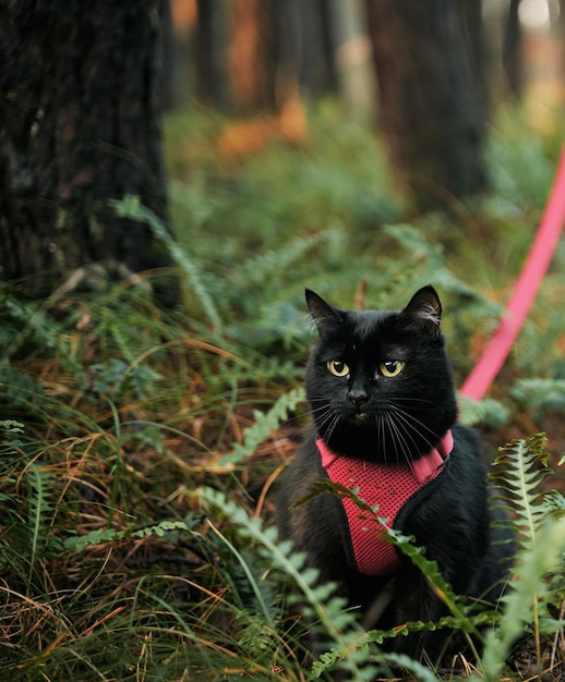 Foto gatto domestico nero durante la passeggiata animale domestico che cammina nella foresta