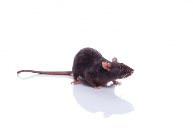 Фото Черная домашняя крыса dumbo pet изолированная на белизне