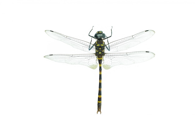 Black dragonfly isolated on white