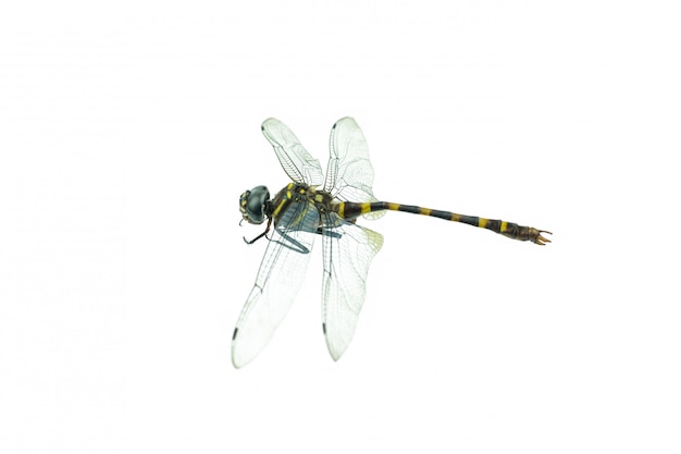 Black dragonfly isolated on white