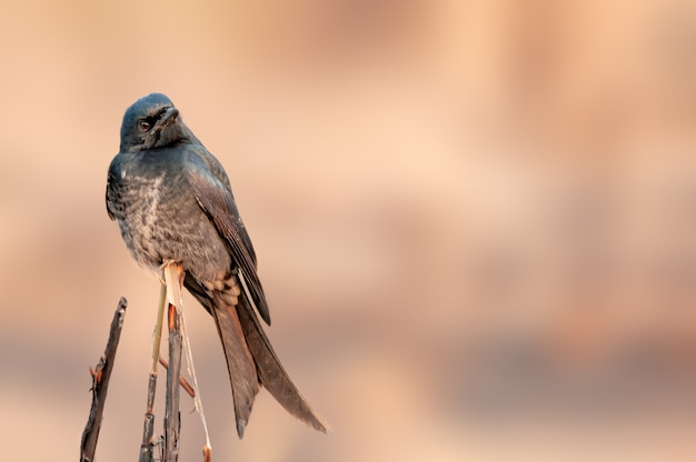 Un drongo juvinile nero seduto su un arbusto